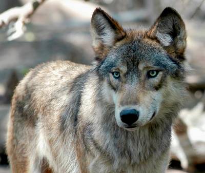 Beroemde wolf doodgeschoten door negenjarig kind in Hongarije