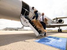 De vrais VIP: une nouvelle compagnie aérienne propose des vols adaptés aux chiens