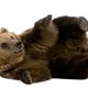 Irritante beer in Zwitserland doodgeschoten