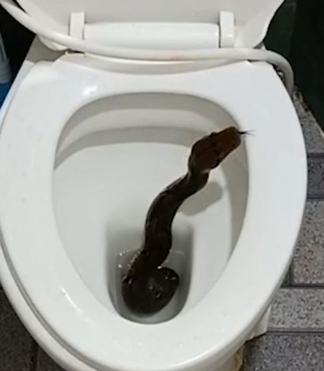 Scène terrifiante en Thaïlande: il découvre un python dans ses toilettes