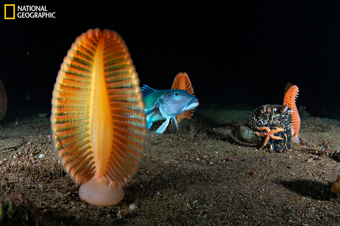 Soft corals called sea pens, usually found at depth, and a blue cod appear in shallow waters in Long Sound reserve, where tannin-stained surface water blocks sunlight. Fragile marine ecosystems such as this are thriving in New Zealand due to federal protection. This picture was made at a depth of 23-meters, where no ambient light exists and deep-water animals (like sea pens) are tricked into emerging into shallower depths.