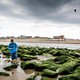 Wat is toch de aantrekkingskracht van die schelpen?