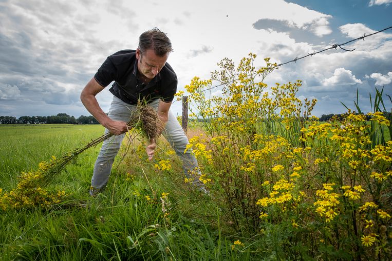 Veehouder Dirk Bruins trekt jacobskruiskruid uit zijn weiland. Zijn koeien kunnen er ziek van worden.  Beeld Harry Cock / de Volkskrant