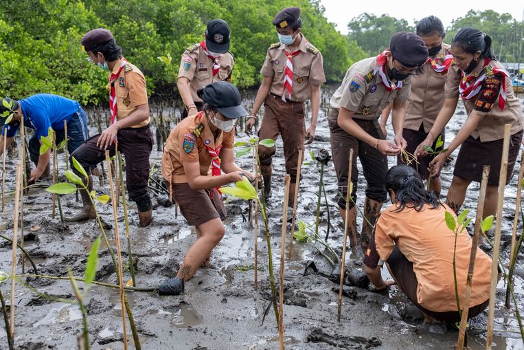 Vrijwilligers planten mangrovebomen in Bali, Indonesië, op 20 december 2020. Mangrovebomen helpen overstromingen te voorkomen.  Beeld EPA