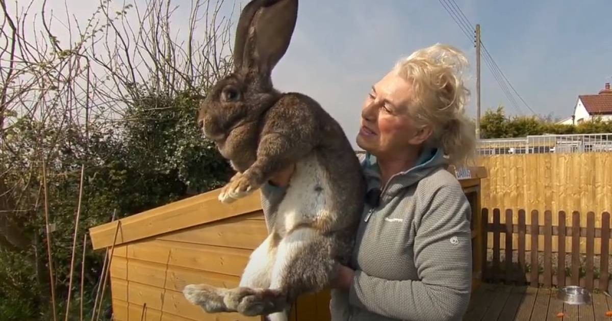 Alerte Le Plus Grand Lapin Du Monde A Ete Enleve Insolite 7sur7 Be