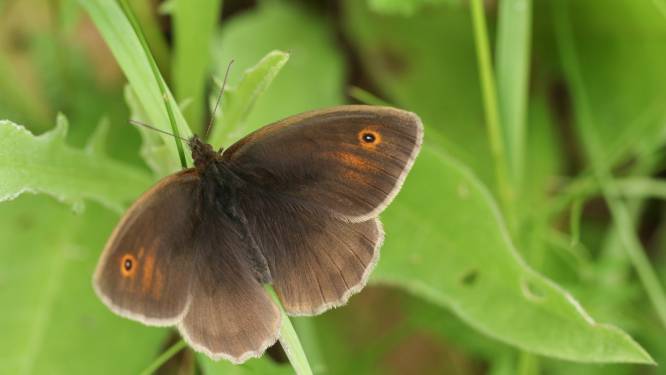 Minder vlinders geteld in het Kuinderbos, deze vlinder staat nog steeds met stip op één