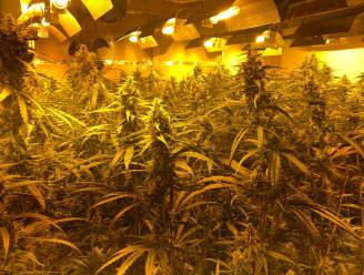 Cannabisplantage met 230 planten ontdekt in Oostende, 7 verdachten gearresteerd