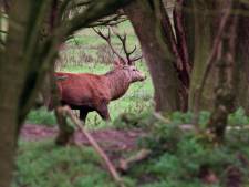 Staatsbosbeheer moet 1400 herten in Oostvaardersplassen afschieten