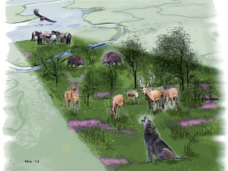 Lezers over het GroenLinks-plan om de Veluwe en de Oostvaardersplassen samen te voegen: ‘Complete waanzin in deze tijd’