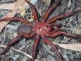 Des scientifiques ont découvert une nouvelle espèce d'araignée trappe dans le Queensland, en Australie.