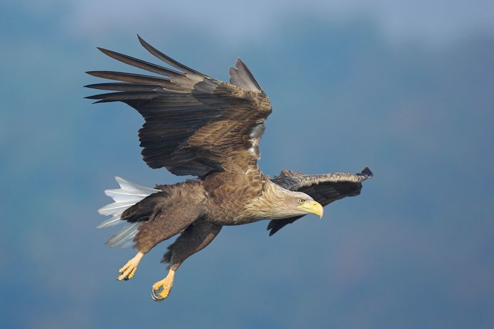 European fish eagle