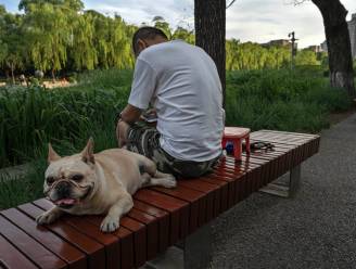 Nooit geziene hitte in Azië: meer dan 40 graden in Siberië, China flirt met 50 (!) graden