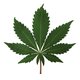 Israël: een van de meest cannabis-vriendelijke landen ter wereld