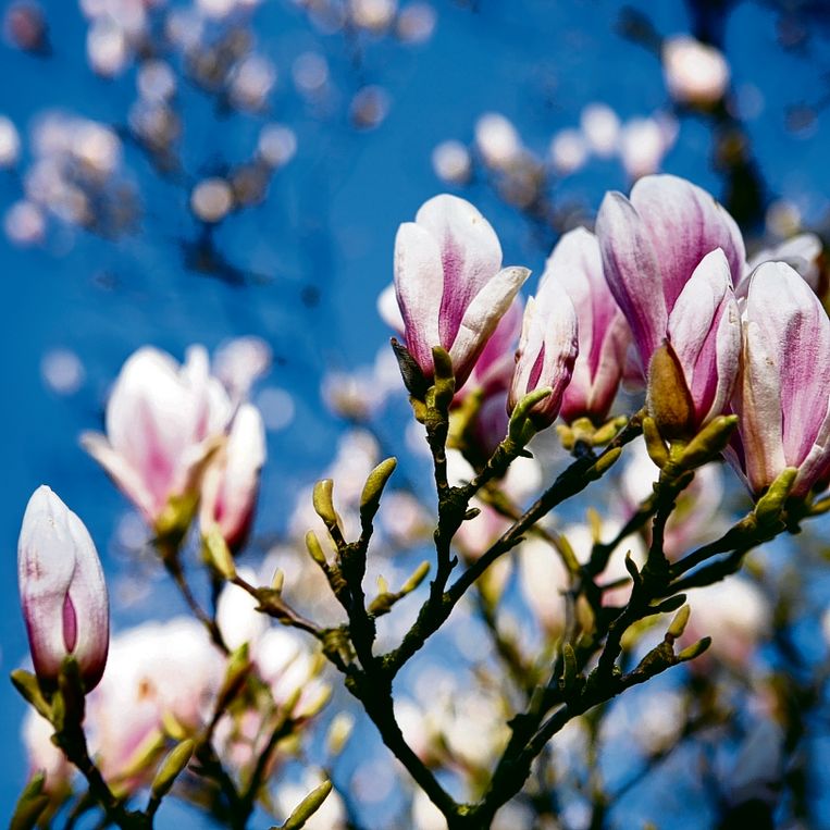 Magnolia nog even in bloei.  Beeld J&ouml;rgen Caris