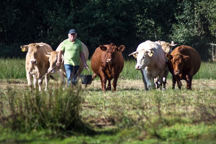 Jan van den Broek van biologische boerderij ’t Schop tussen enkele van zijn runderen. ,,Ik wil de slacht bespreekbaar maken."