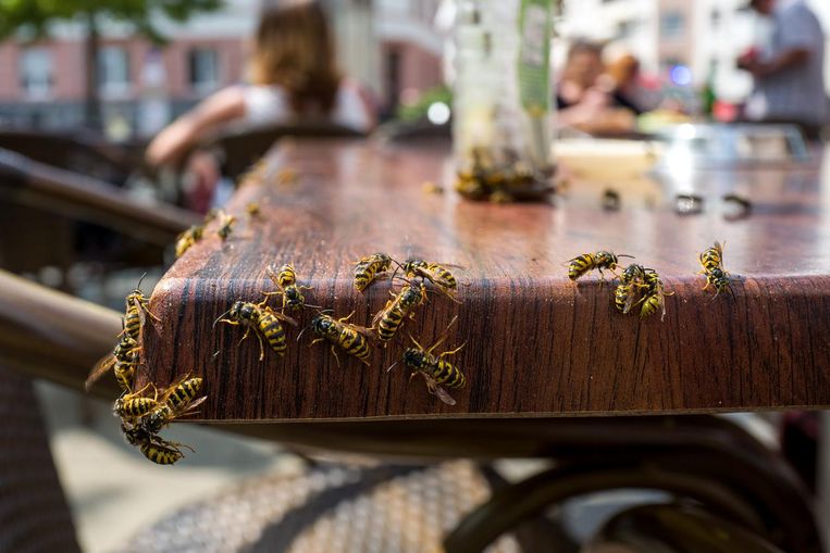 Vooral de cola en het bier op ons terras zijn aantrekkelijk voor wespen. Beeld iStock