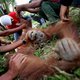 Orang-oetans Atjeh op rand uitsterven door bosbrand