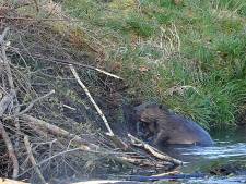 Presentatie over de bever: ‘Architect van ons watersysteem, maar hun succesvolle uitbreiding heeft ook een keerzijde’
