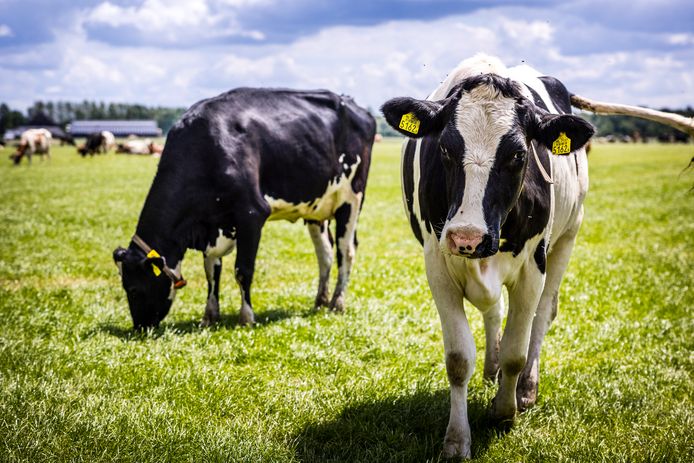 Een boer in Den Ham dreigde zijn weiland niet meer te kunnen gebruiken, na een fout bij de gemeente. Ineens lag er een andere bestemming op de grond (foto ter illustratie).