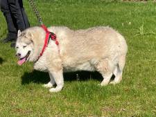Buitengewoon zwaarlijvige husky’s die in bewaring zijn genomen moeten verplicht op dieet