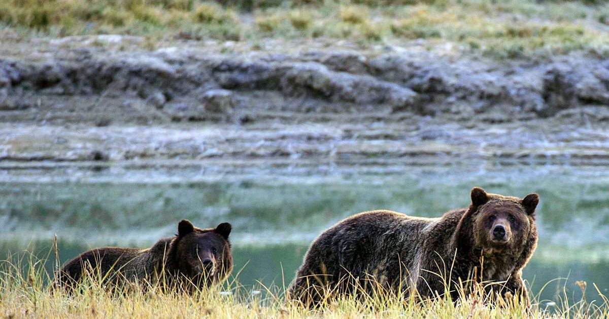 Trump wil grizzlyberen in Yellowstone van de lijst met bedreigde diersoorten wippen