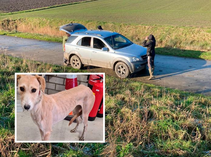 De vermeende stropers gingen ervandoor in een grijze terreinwagen. Inzet: de hond die ze bij IJzendijke achterlieten.  ,,Ze was wat aan de magere kant, maar wordt hier goed verzorgd’’, zegt beheerster Annick van Grimbergen van het dierenasiel in Terneuzen.