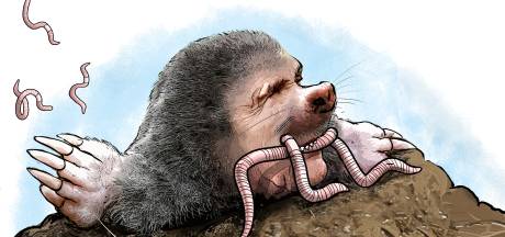 Deze zenders en presentatoren moeten zich zorgen maken na megafusie RTL en Talpa