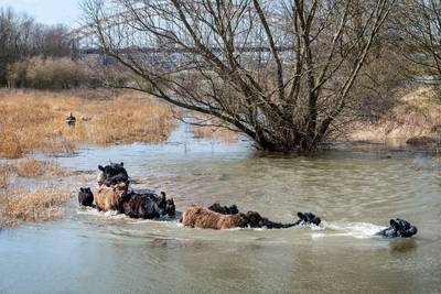 Galloways in Stadswaard Ooij naar droge grond
