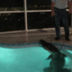 Even schrikken: stel vindt reusachtige alligator in hun eigen zwembad