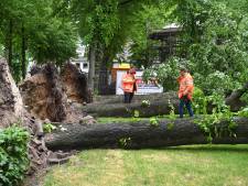 Drie op een rij: Bomen plat door kort en hevig noodweer in Sint Anthonis, meldkamers druk