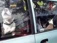 Honden blijven achter in auto op parkeerterrein Efteling: "Schandalig is dit"