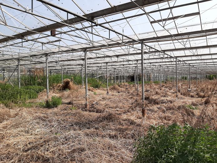 Wildgroei in de sinds enige jaren niet meer in gebruik zijnde kassen aan de Liesboslaan in Breda.