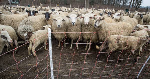 Zwervende wolven langs oostgrens hebben het gemunt op schapen - AD.nl