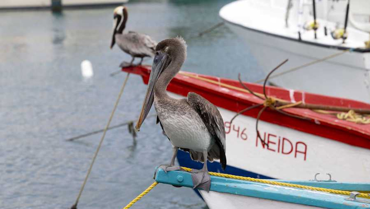 Pelikanen op een boot in de haven van Oranjestad. Beeld anp