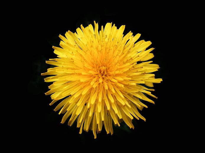 Een paardenbloem.