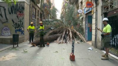 Jonge vrouw (20) sterft nadat ze bedolven raakt onder omvallende palmboom in historisch centrum van Barcelona