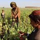 Onze houding met drugs heeft de Taliban aan de macht geholpen