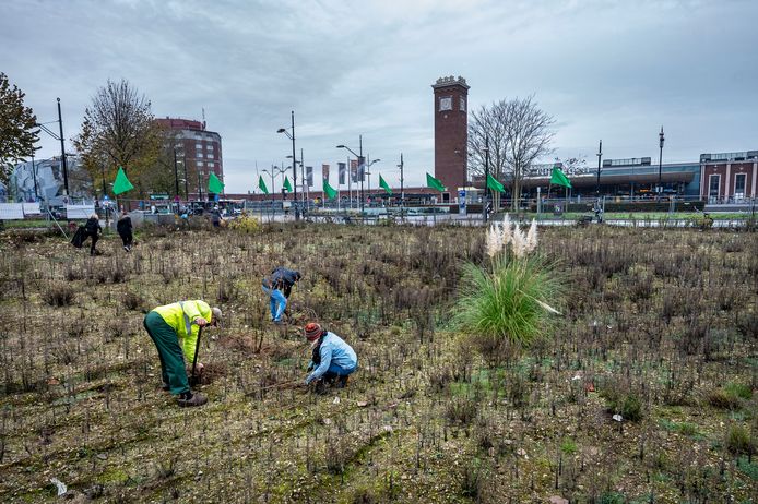 Pop-up actiegroep Guerilla Gardening Nijmegen plant illegaal honderd bomen en struiken op het braakliggende Metterswane-terrein.