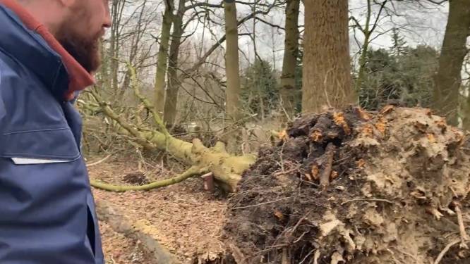 Gemeente waarschuwt niet naar Kralingse Bos te komen: ‘Levensgevaarlijk’