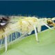 Nieuwe insectsoort toevallig ontdekt op Flickr