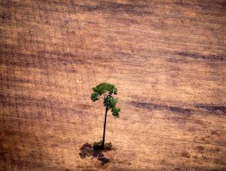 België draaischijf in handel illegaal gekapt tropisch hout