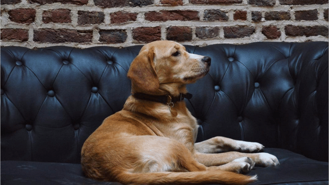 Knuffeltijd! In het eerste hondencafé van Europa