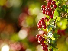 Deze planten zijn ideaal voor kleine tuinen: ‘Plant ze als het blad gevallen en de grond nog warm is, nu dus’