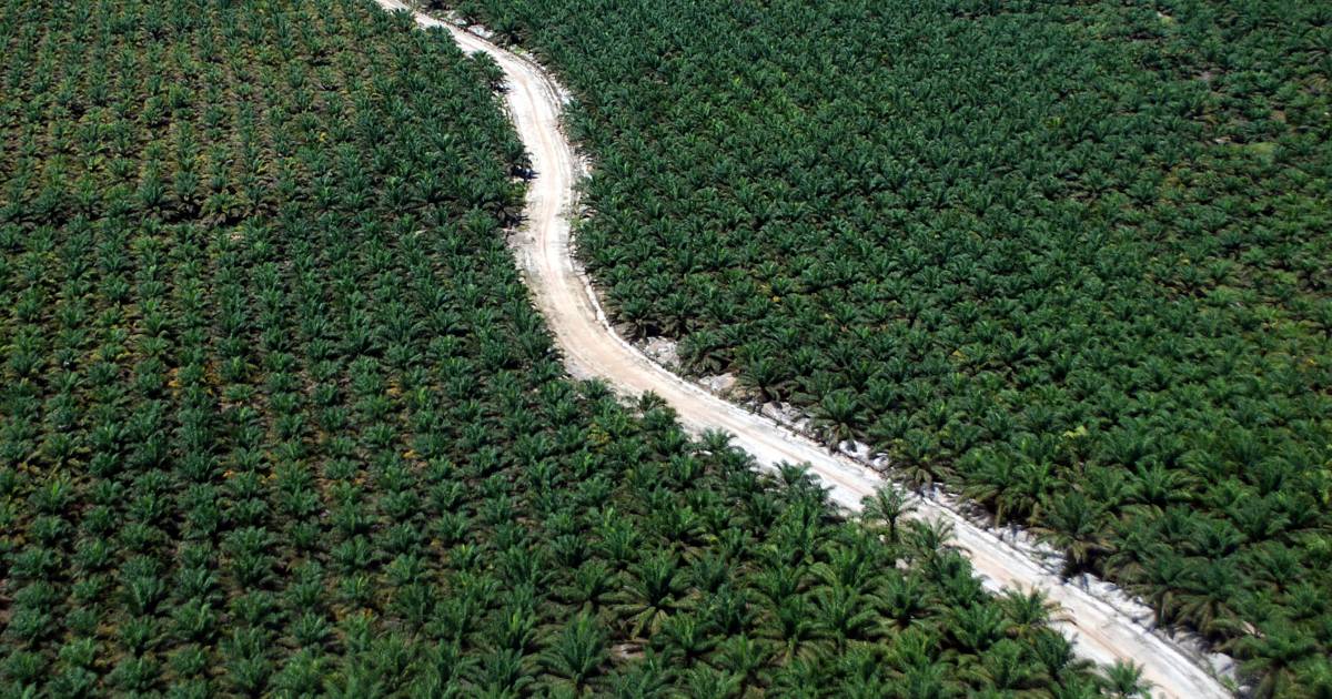 Greenpeace: Unilever membeli minyak sawit dari insinerator hutan |  Ekonomi