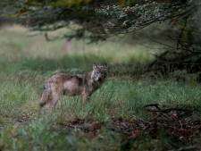 Politie onderzoekt gedode wolf langs A50 bij Heerde