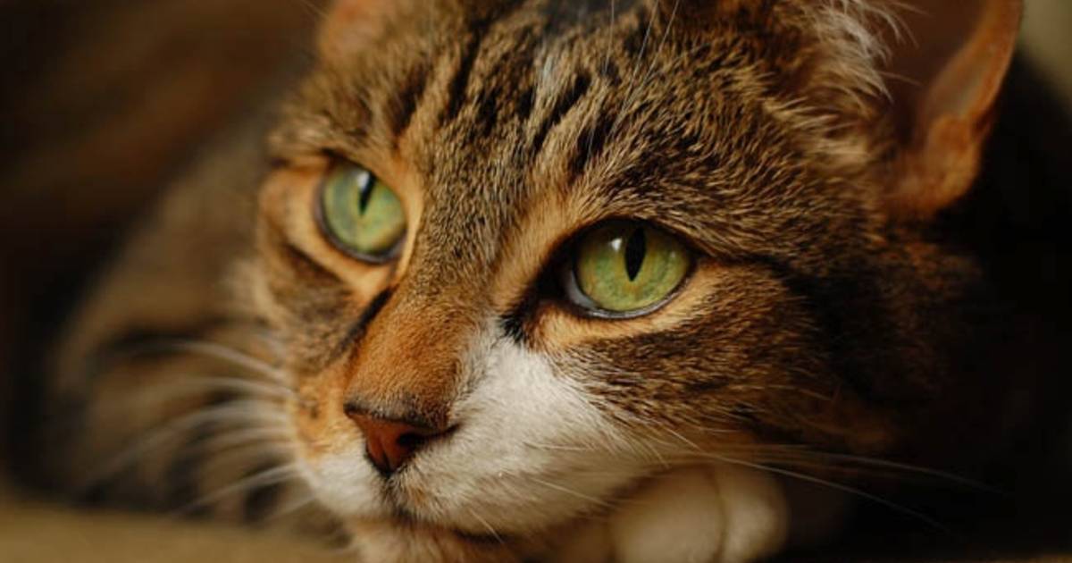 Dan lekken bijl Twaalf tips tegen kattenoverlast | Default | gelderlander.nl