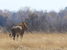 Le président sud-africain défend la chasse au lion