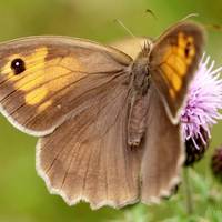 ‘Ondanks de regen was het dit jaar nog erger’: deze zomer vielen geen hommels en amper vlinders te spotten, en dat is slecht nieuws