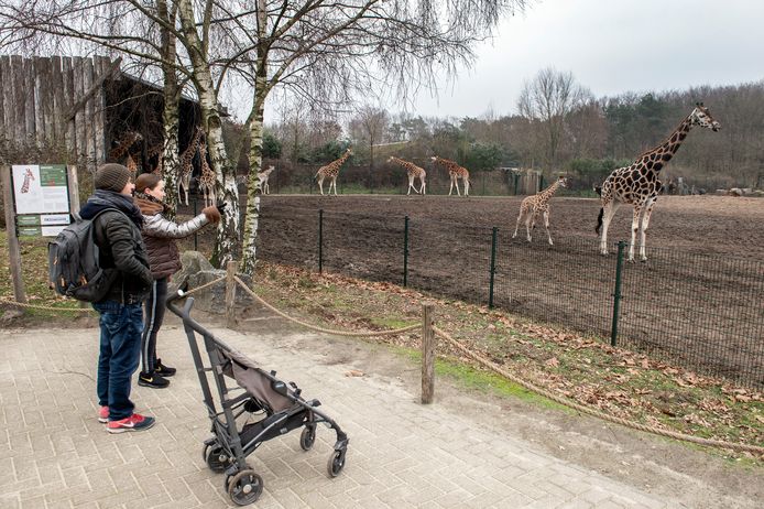 Safaripark de Beekse Bergen was weer open.