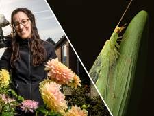 Hoe de gaasvlieg complete families uitmoordt en de lijken op haar rug draagt